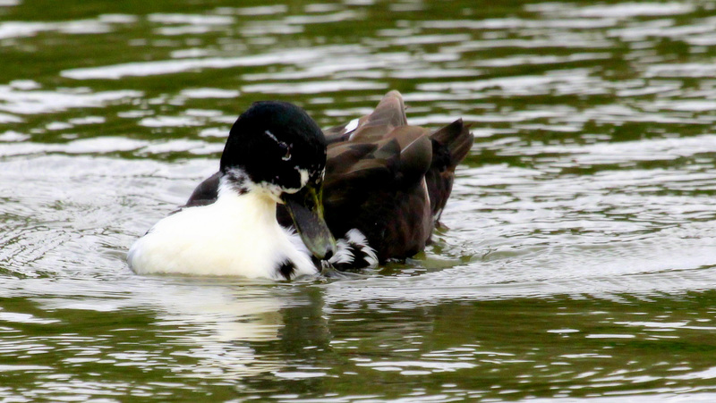 Le vilain petit canard....