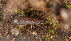 Springtail IMG_2574