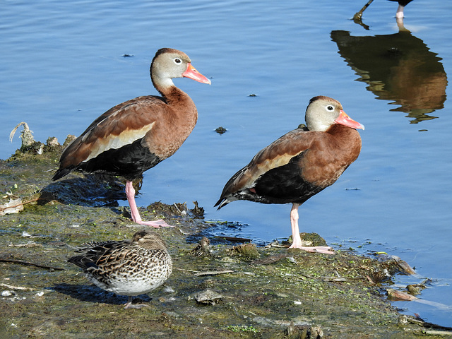 Day 4, Black-bellied Whistling Ducks