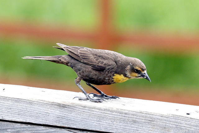 Yellow-headed Blackbird