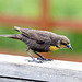 Yellow-headed Blackbird