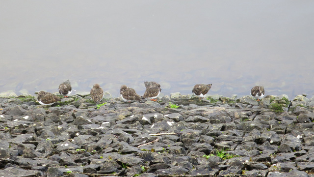 Resting Turnstones