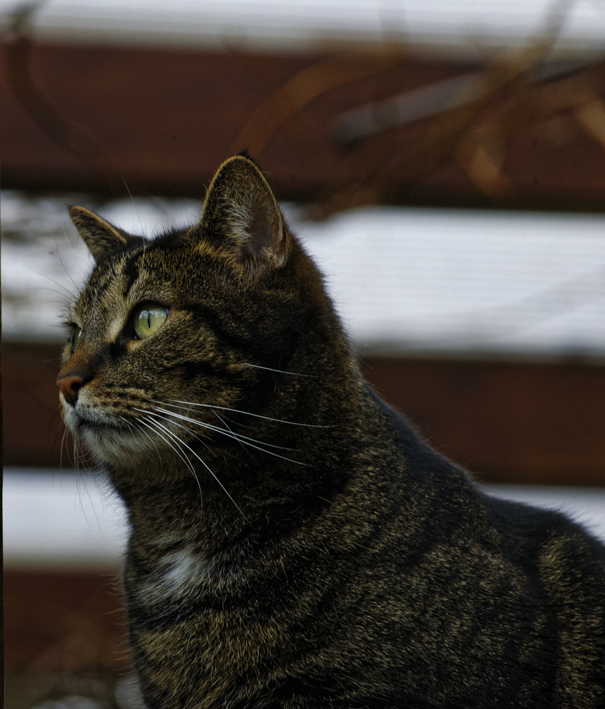 Luna, Gartenterrasse, Benneckenstein