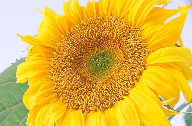 sunflower 2