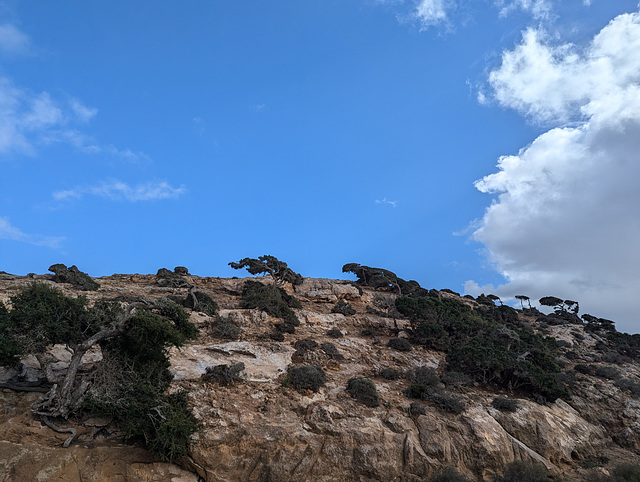 Arbustes et colline Arbustes et colline