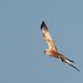 Marsh harrier