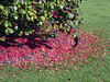 Camellia Japonica Petals