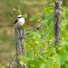 Pie-grièche écorcheur,  (Lanius collurio) - Red-backed Shrike - Neuntöter