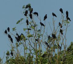 Crow   Parliament