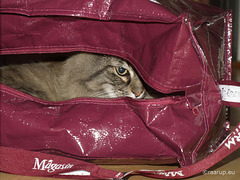 Milly in the bag
