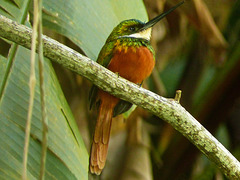 Rufous-tailed Jacamar, Tobago, Day 2