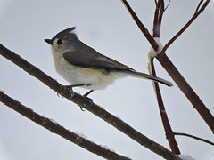 Tufted Titmouse