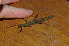 Phasmid IMG_7347