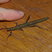 Phasmid IMG_7347