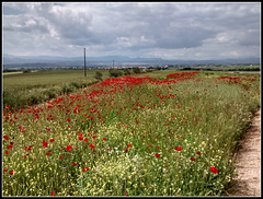 Poppy field for Pam.