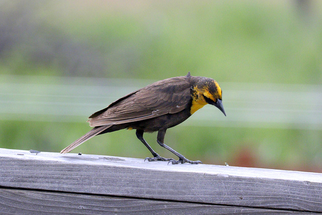 Yellow-headed Blackbird