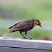 Yellow-headed Blackbird