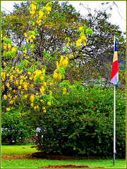 MAHE'  : La bandiera delle Seychelles nel parco botanico e una mimosa fiorita a metà dicembre
