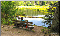 Bank am Nonnenmattweiher