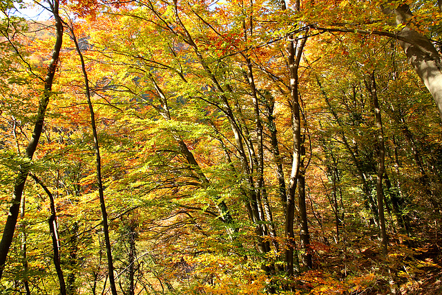 Herbstwald bei Tramin