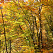 Herbstwald bei Tramin