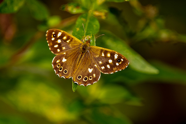 Speckled wood butterfly