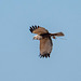 Marsh harrier