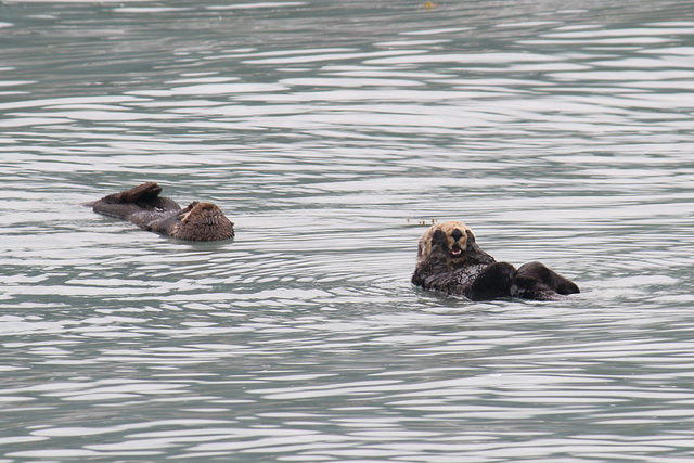 Sea Otters