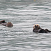 Sea Otters