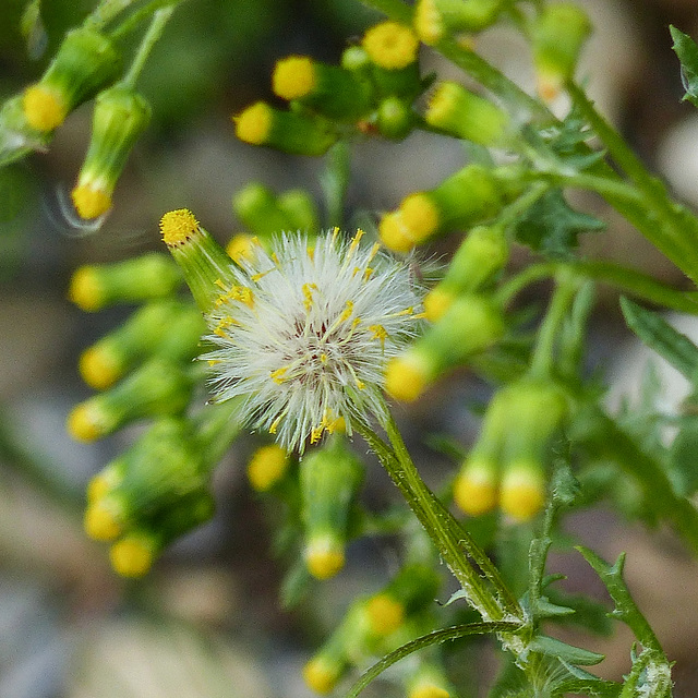 Groundsel