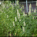 Agastache blanche (2)