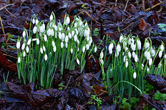 Snowdrops   /   Jan 2018