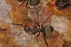 Ant IMG_2599