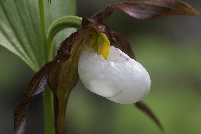 Mountain Lady's Slipper