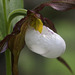 Mountain Lady's Slipper