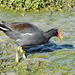 Day 4, Common Gallinule