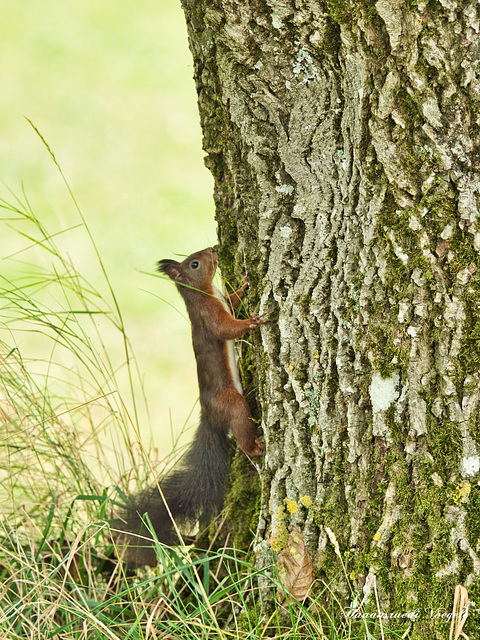 Eichhörnchen