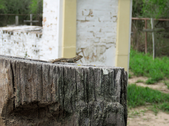 Day 8, lizard, the Old Cemetery, Santa Ana NWR