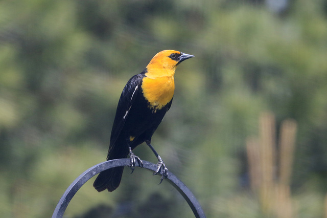 Yellow-headed Blackbird