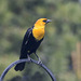 Yellow-headed Blackbird