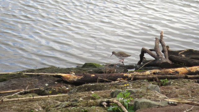 A Redshank