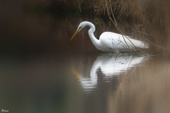 Grande Aigrette à la pêche