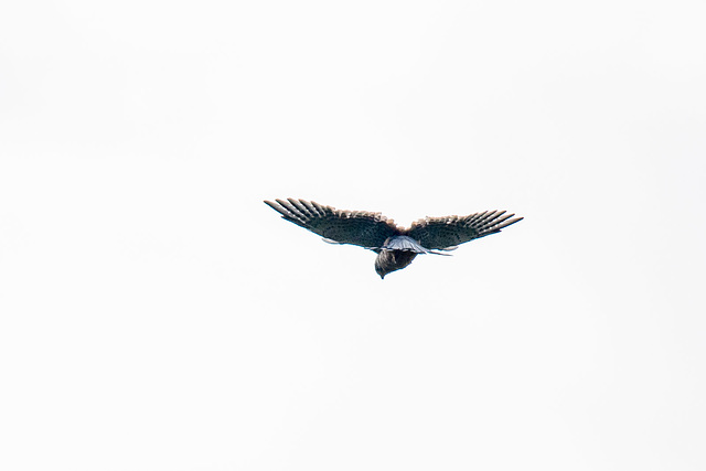 Kestrel