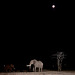 Elephants at night.2