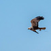 Marsh harrier