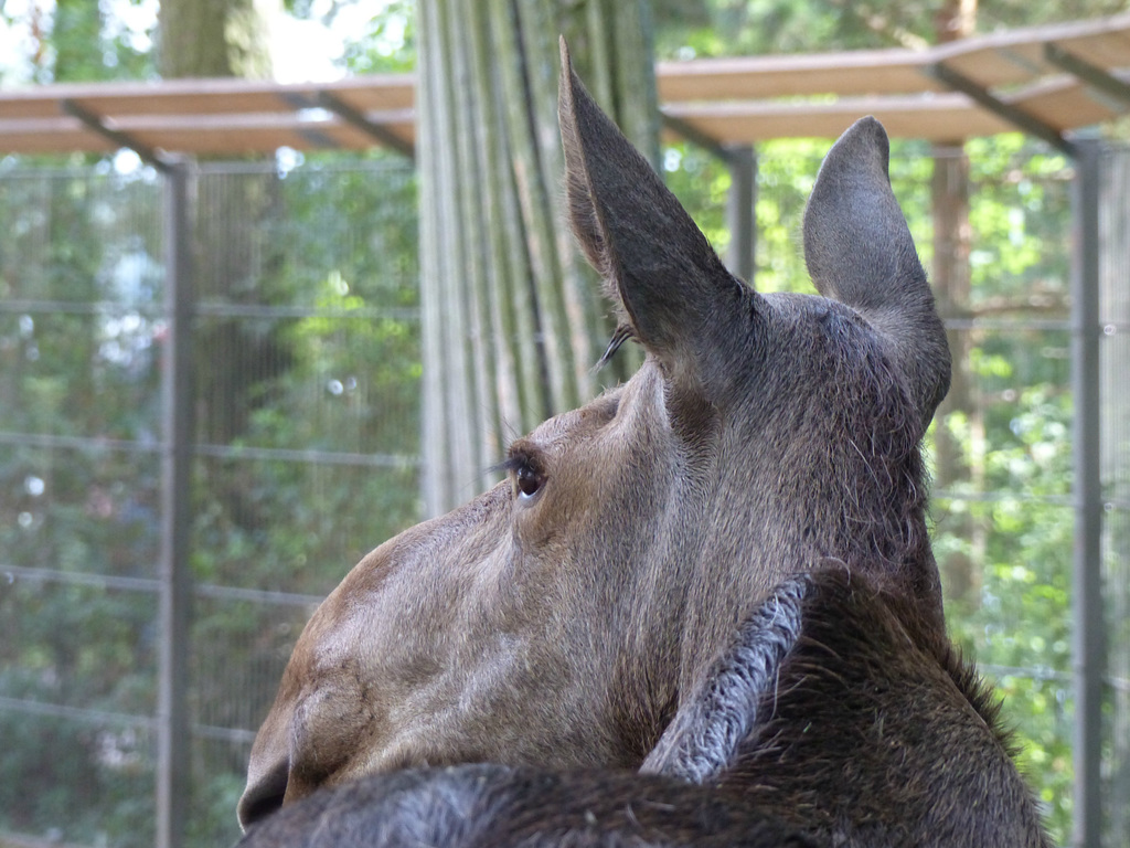 Helsinki Zoo (4) - 2 August 2016