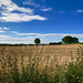 Afternoon view over the garden hedge