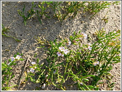 Plantes à fleurs de la Baie de Somme avec PIP