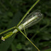 Mantid IMG_7335