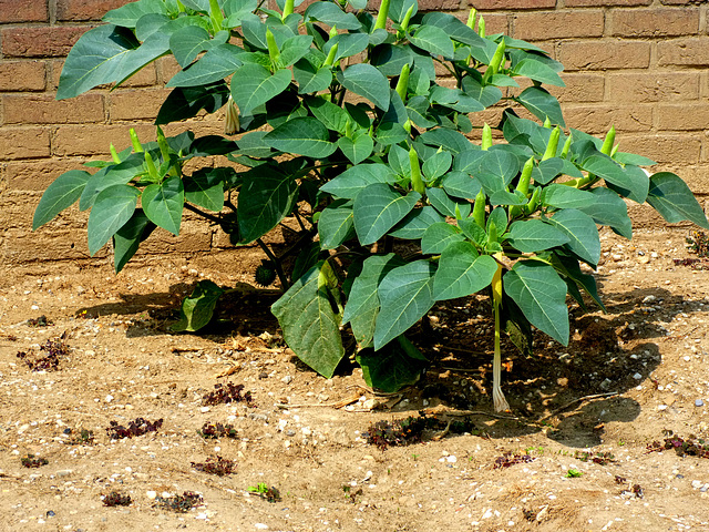 Datura   (Metel)